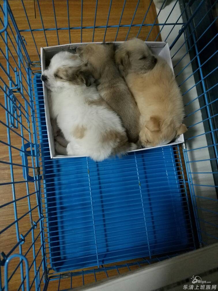 有喜欢狗狗的吗 比熊和矮脚土狗的串串