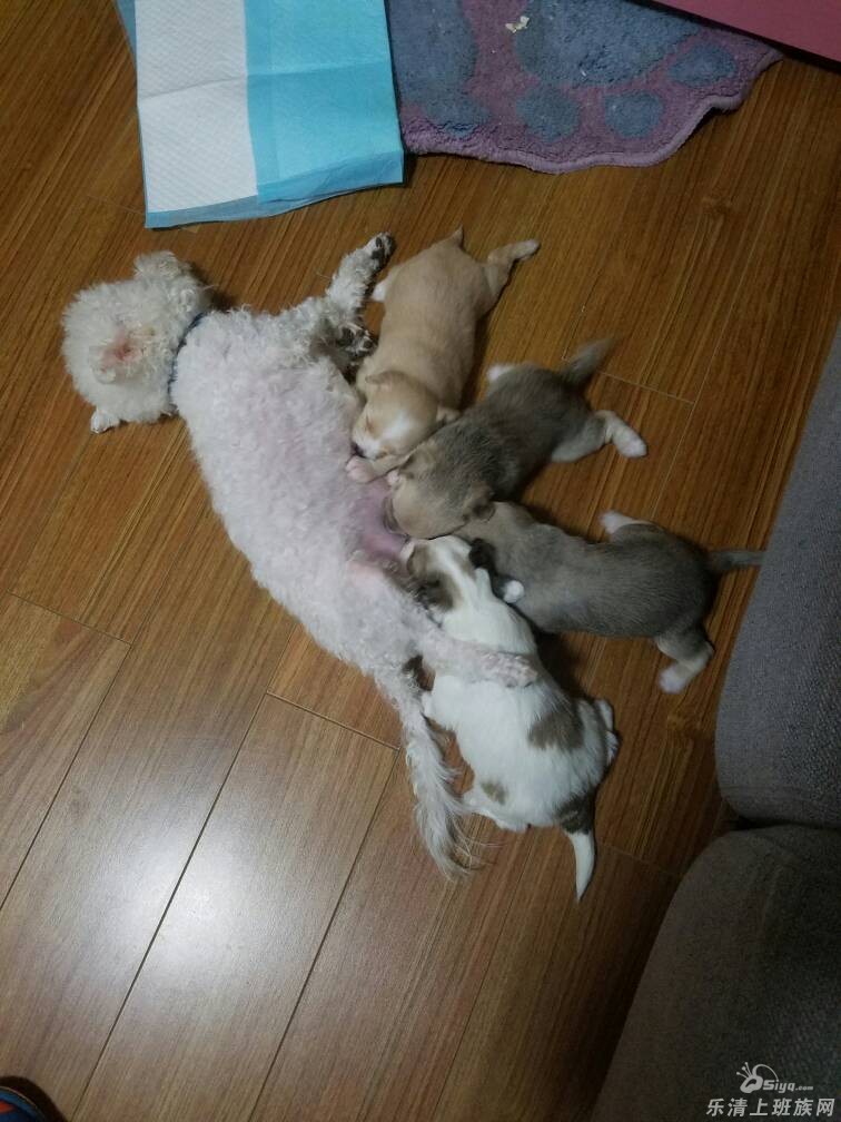 有喜欢狗狗的吗 比熊和矮脚土狗的串串