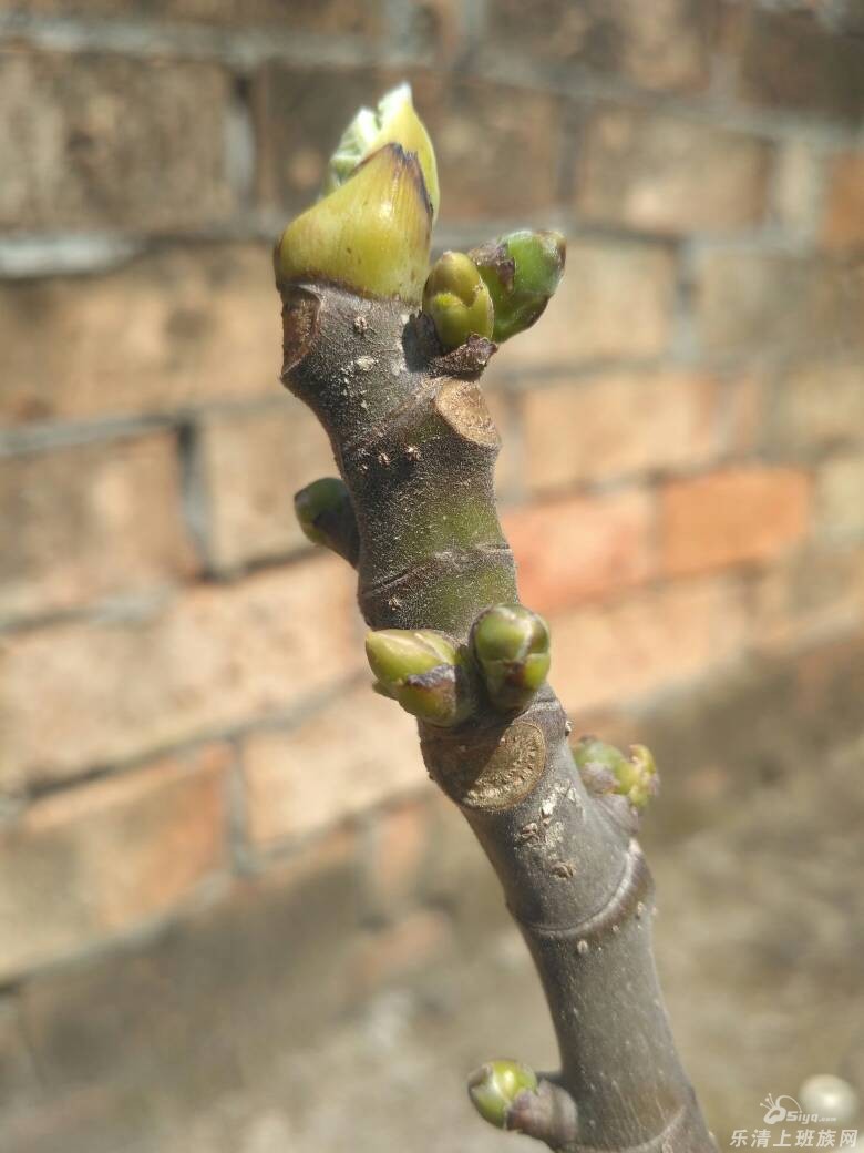 发个帖子,记录下今年无花果的生长过程,留点回忆