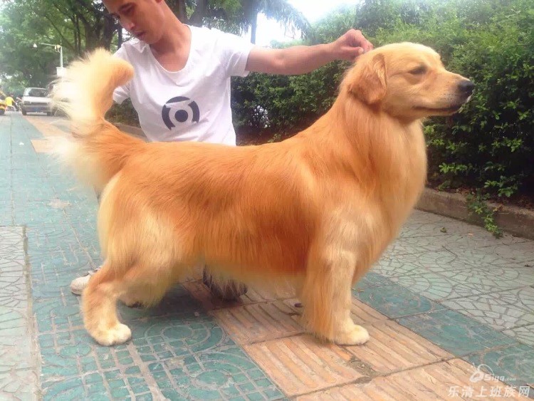 出售双血统金毛幼犬2公2母
