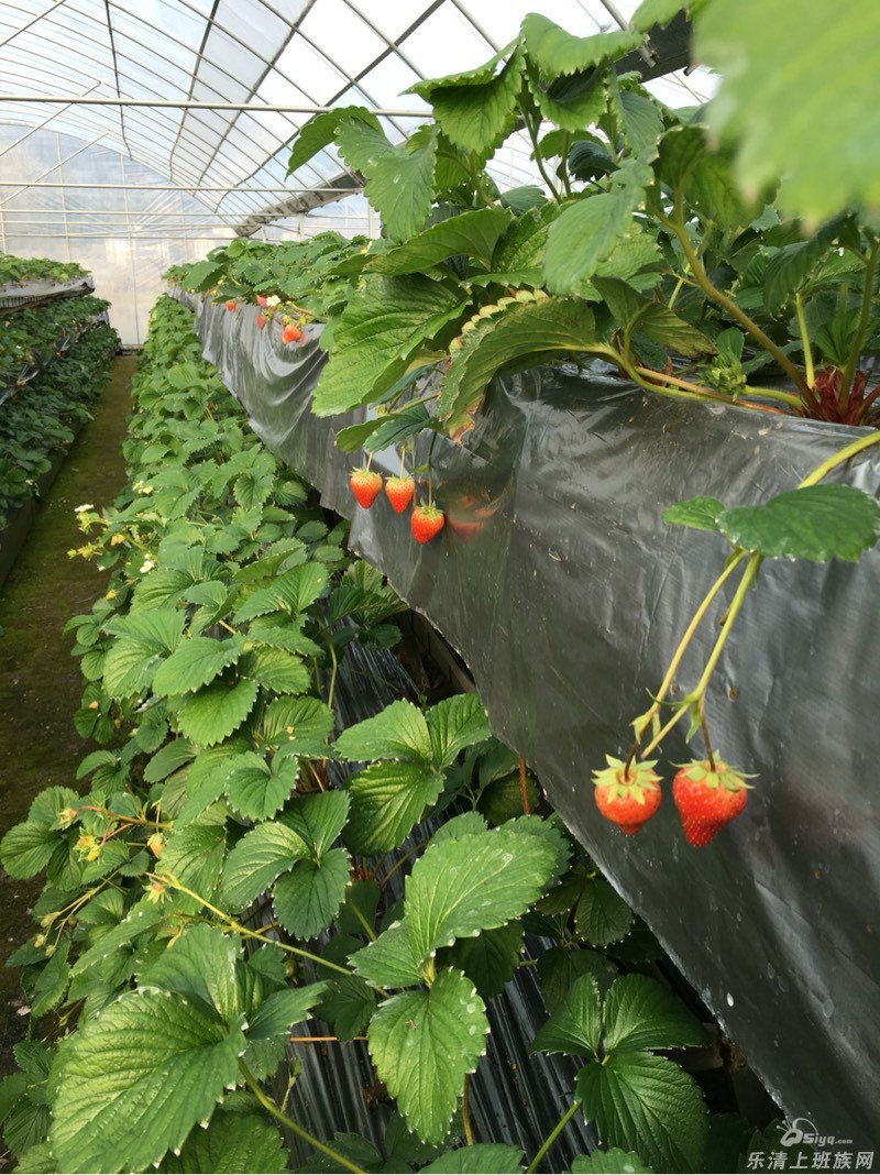 乐清,北塘,今天有草莓采摘吗?有知道的说一下喔.
