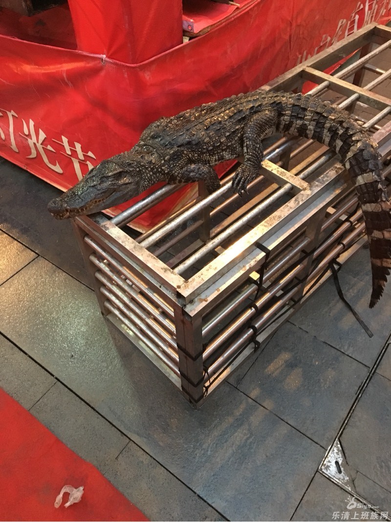 白象,百佳广场!灯光美食节