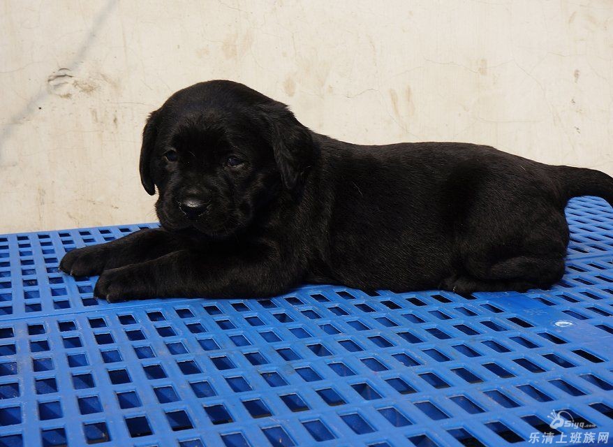 短毛中型猎犬拉布拉多犬 漂亮的宽嘴狗狗小拉拉出售