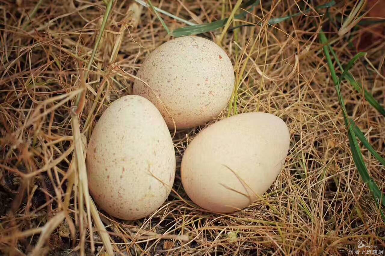 鹧鸪蛋