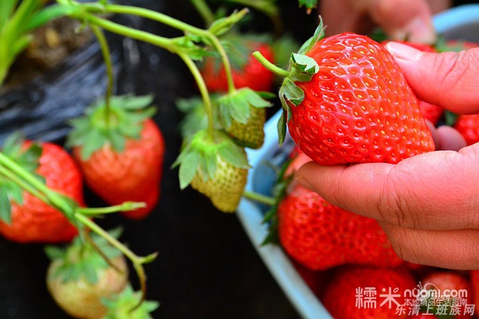 乐清清江北塘村牛奶草莓采摘