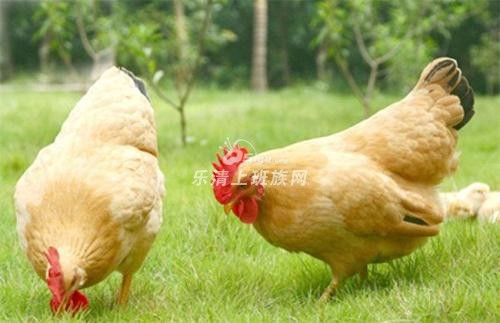 附近哪里有本地土鸡和土鸡蛋卖的,请告知 - 同城互助 - 乐清上班族网