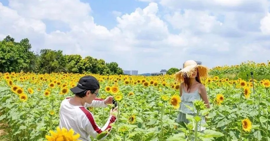 向日葵花海在梦想田园的分布 主要有两大块 一块围绕着在爱琴台四周