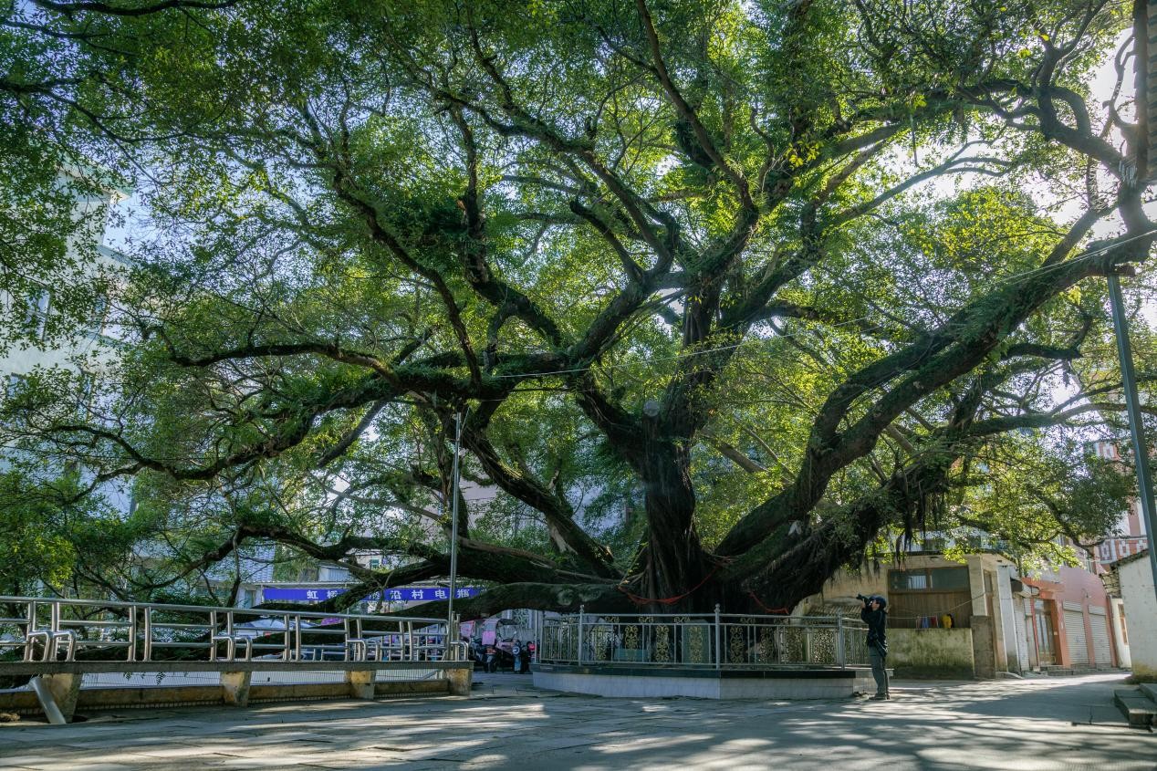 风景美如画丨虹桥镇获评2021年浙江省园林城镇